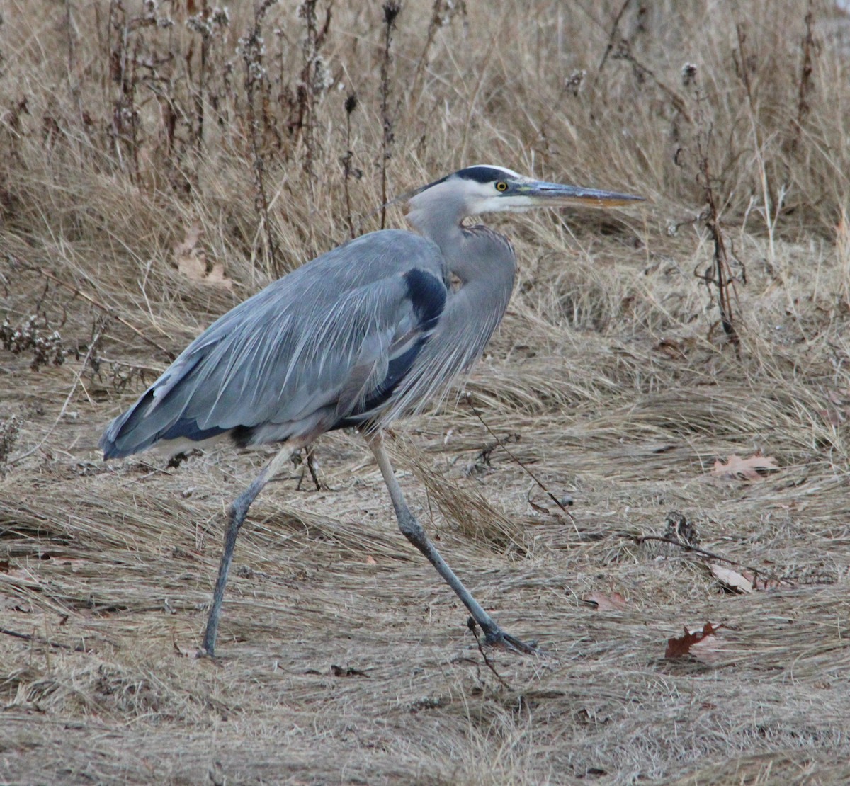 Great Blue Heron - ML647435112