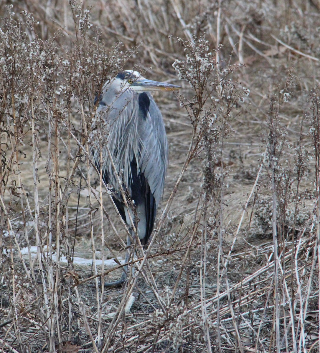 Great Blue Heron - ML647435113