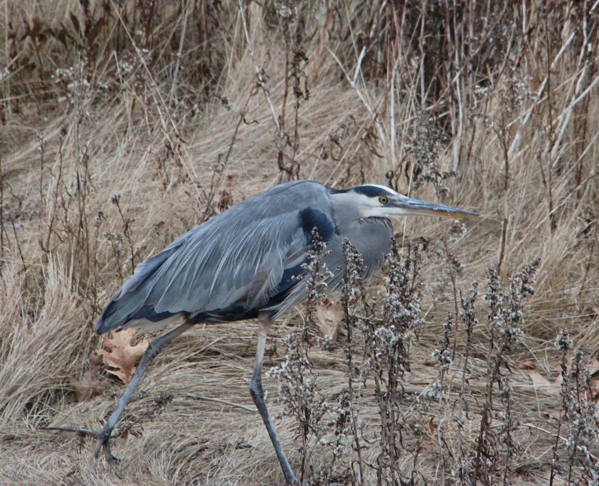 Great Blue Heron - ML647435114