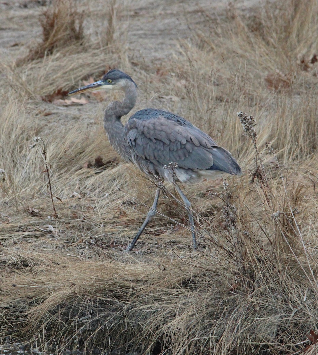 Garza Azulada - ML647435115
