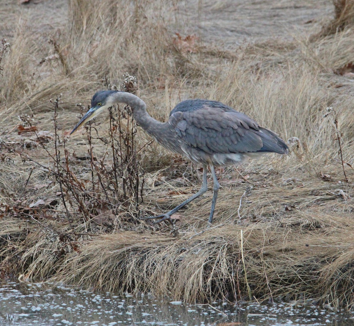 Garza Azulada - ML647435116