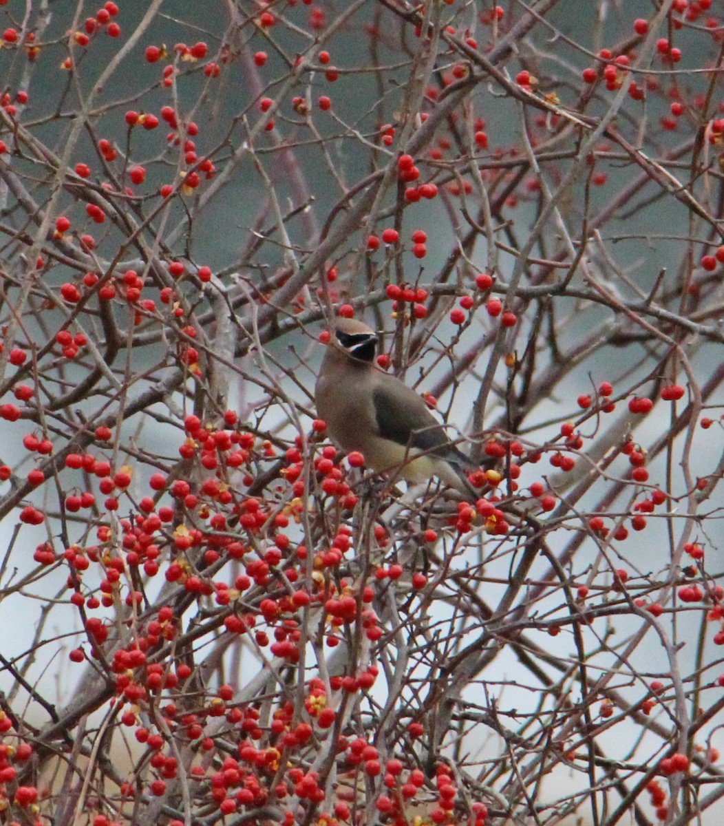 Buztanori amerikarra - ML647435123