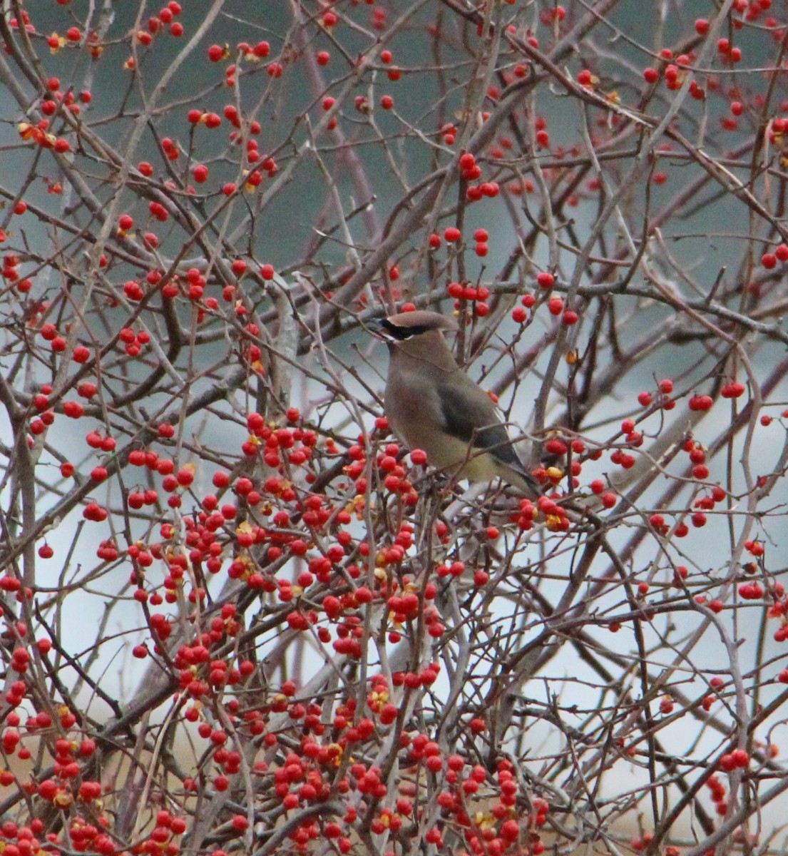 Buztanori amerikarra - ML647435124