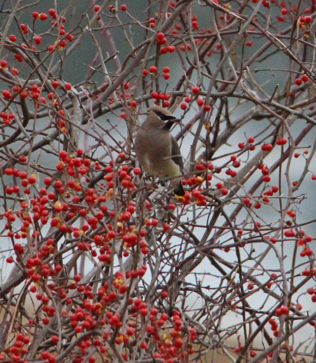 Buztanori amerikarra - ML647435125