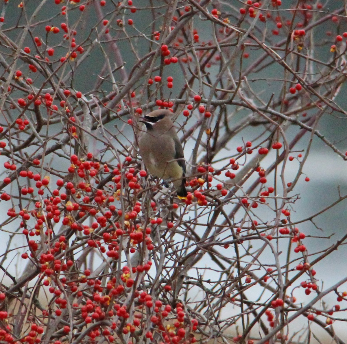 Buztanori amerikarra - ML647435127