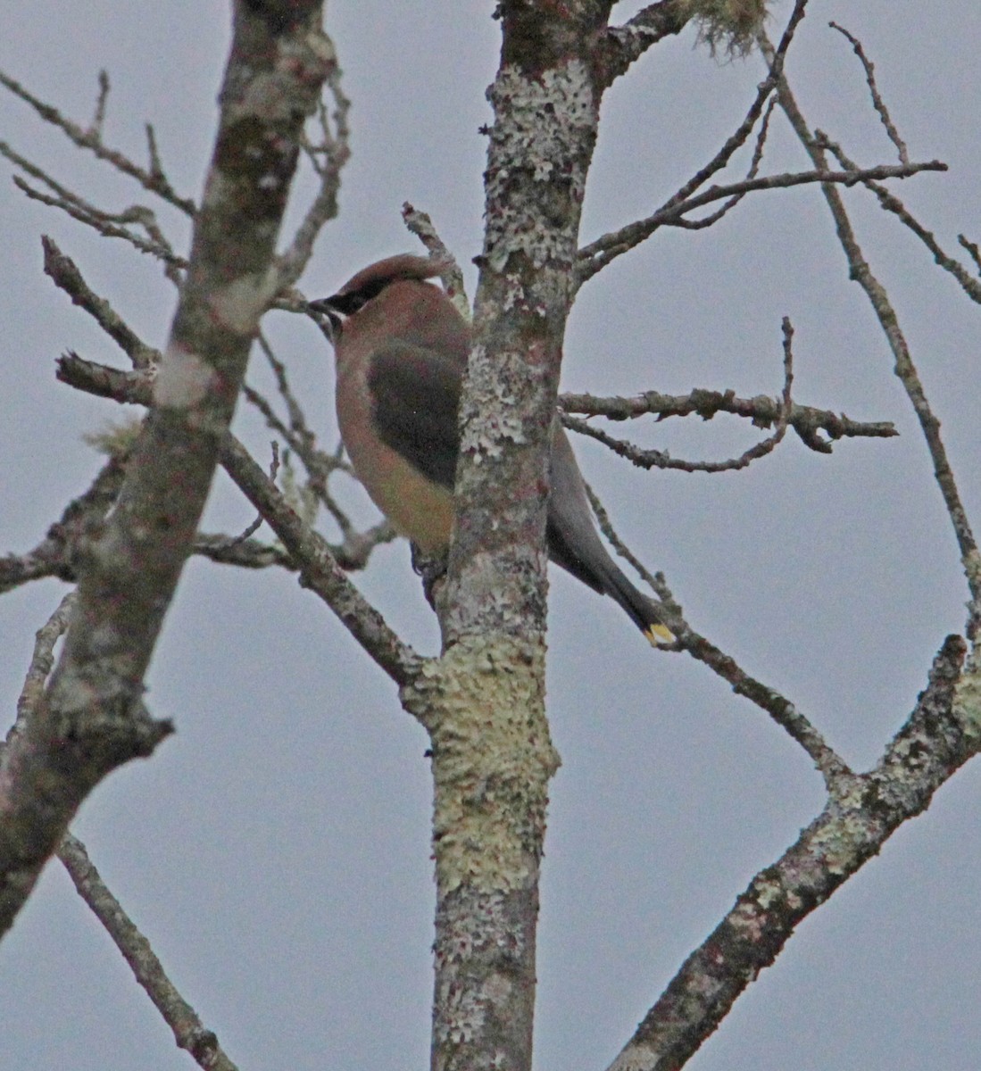 Buztanori amerikarra - ML647435128