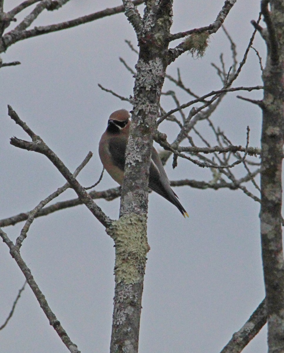 Buztanori amerikarra - ML647435129