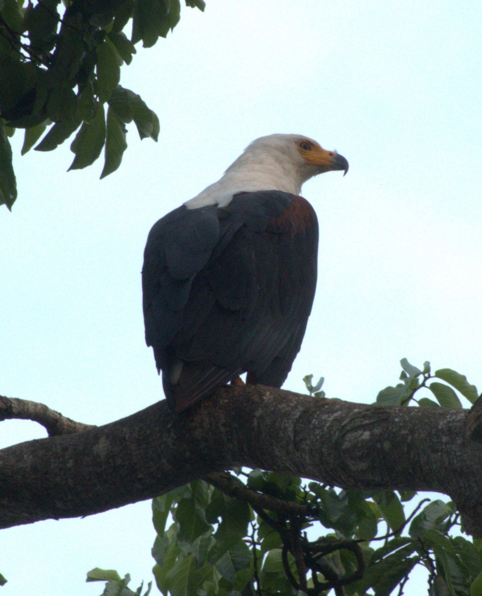 flodørn - ML647435131