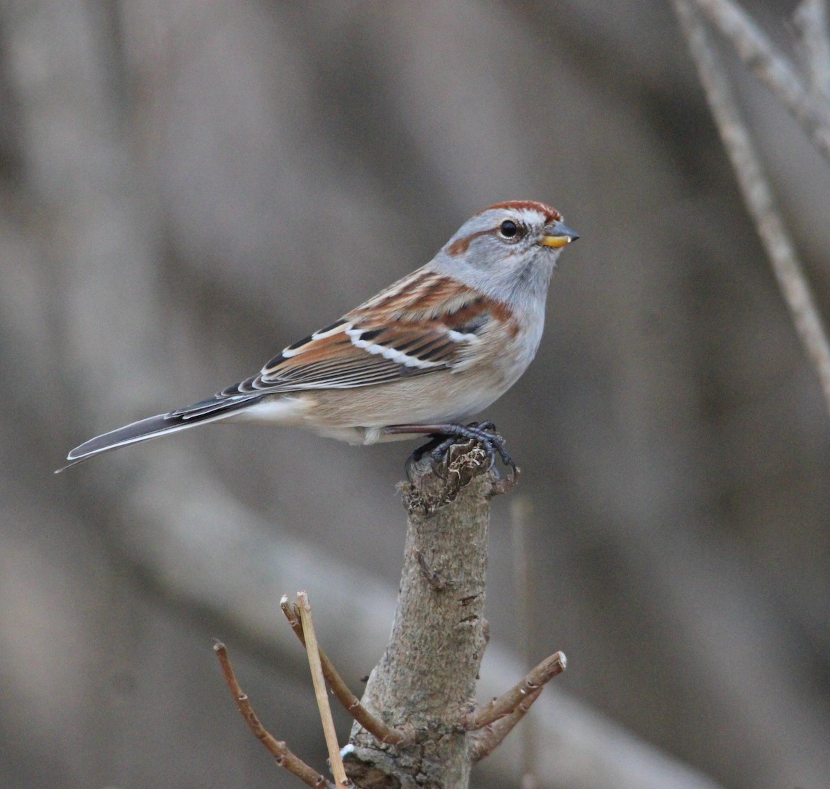 Chingolo Arbóreo - ML647435133
