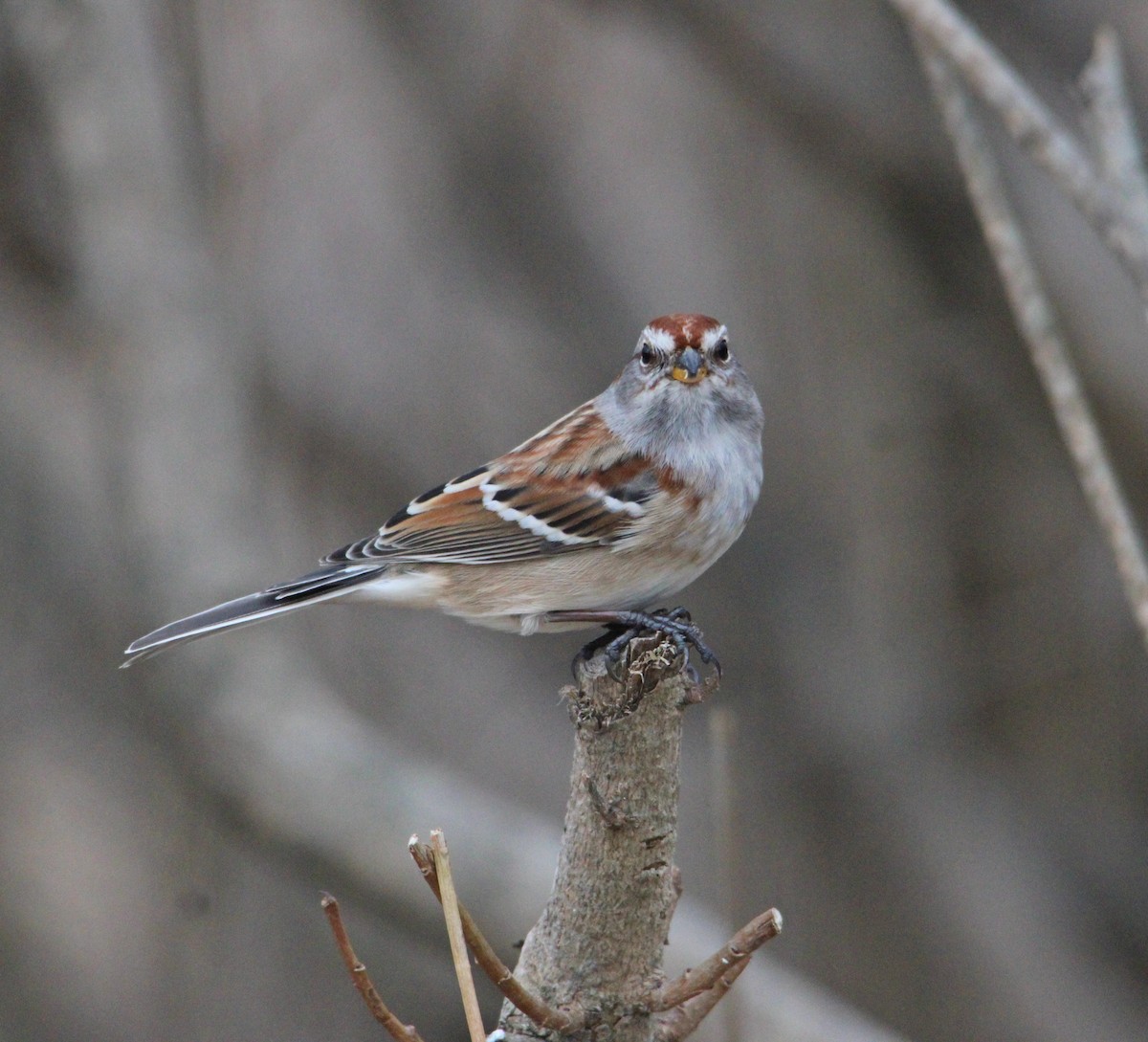 Chingolo Arbóreo - ML647435134