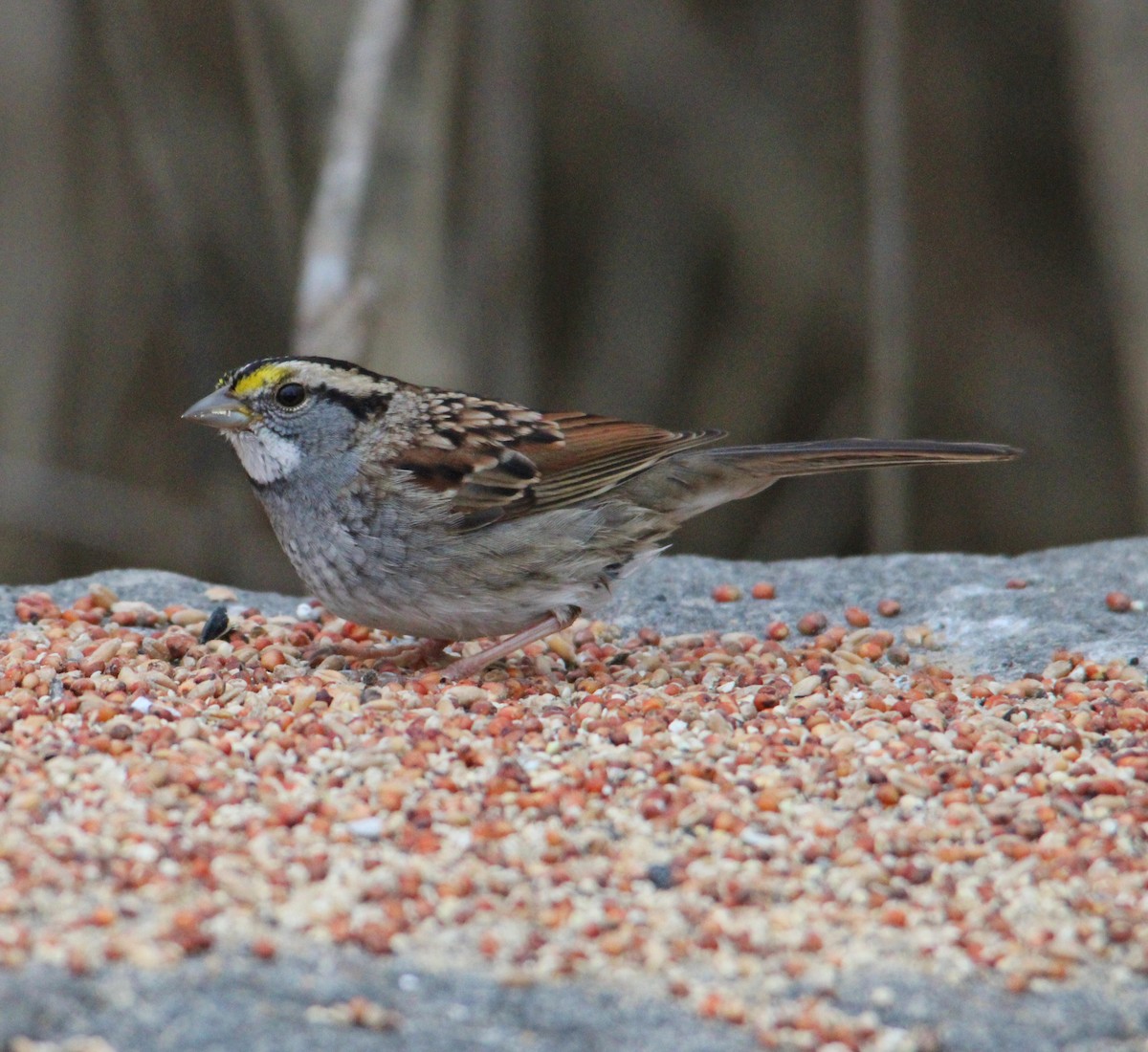 Chingolo Gorjiblanco - ML647435136