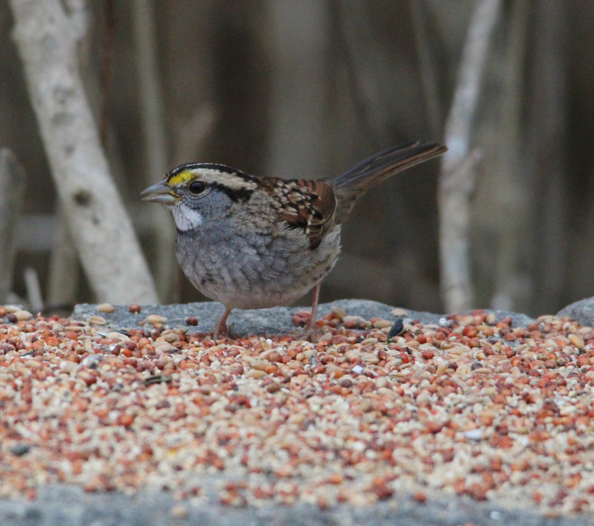 Chingolo Gorjiblanco - ML647435137