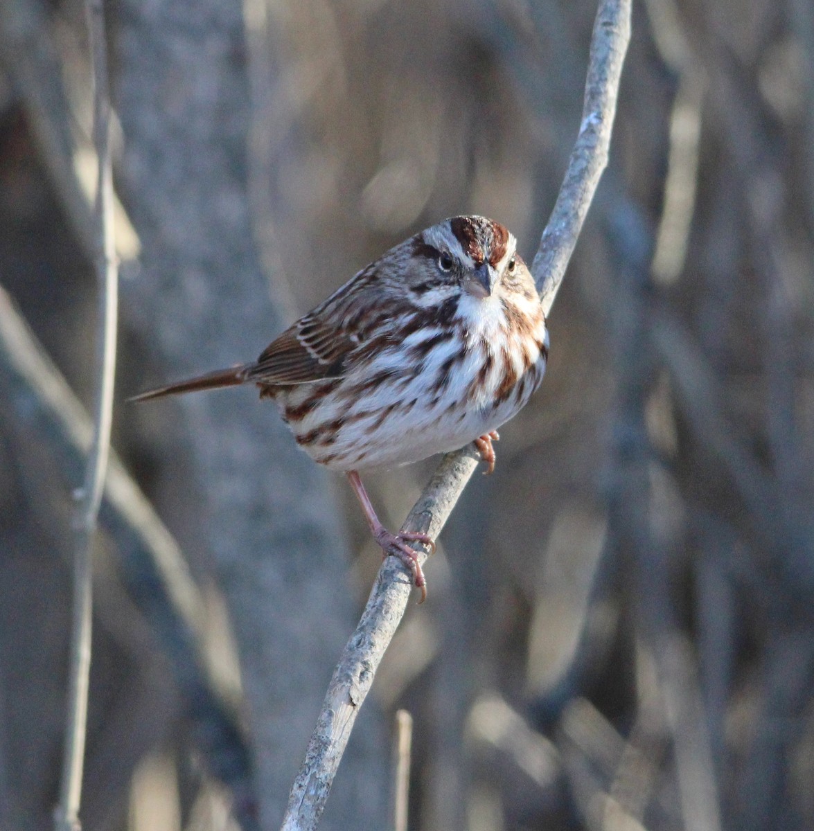 Chingolo Cantor - ML647435141