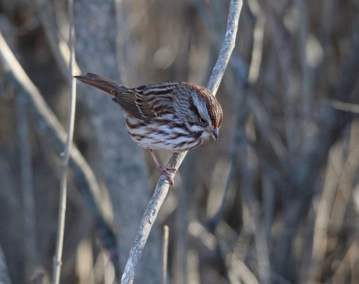 Chingolo Cantor - ML647435143