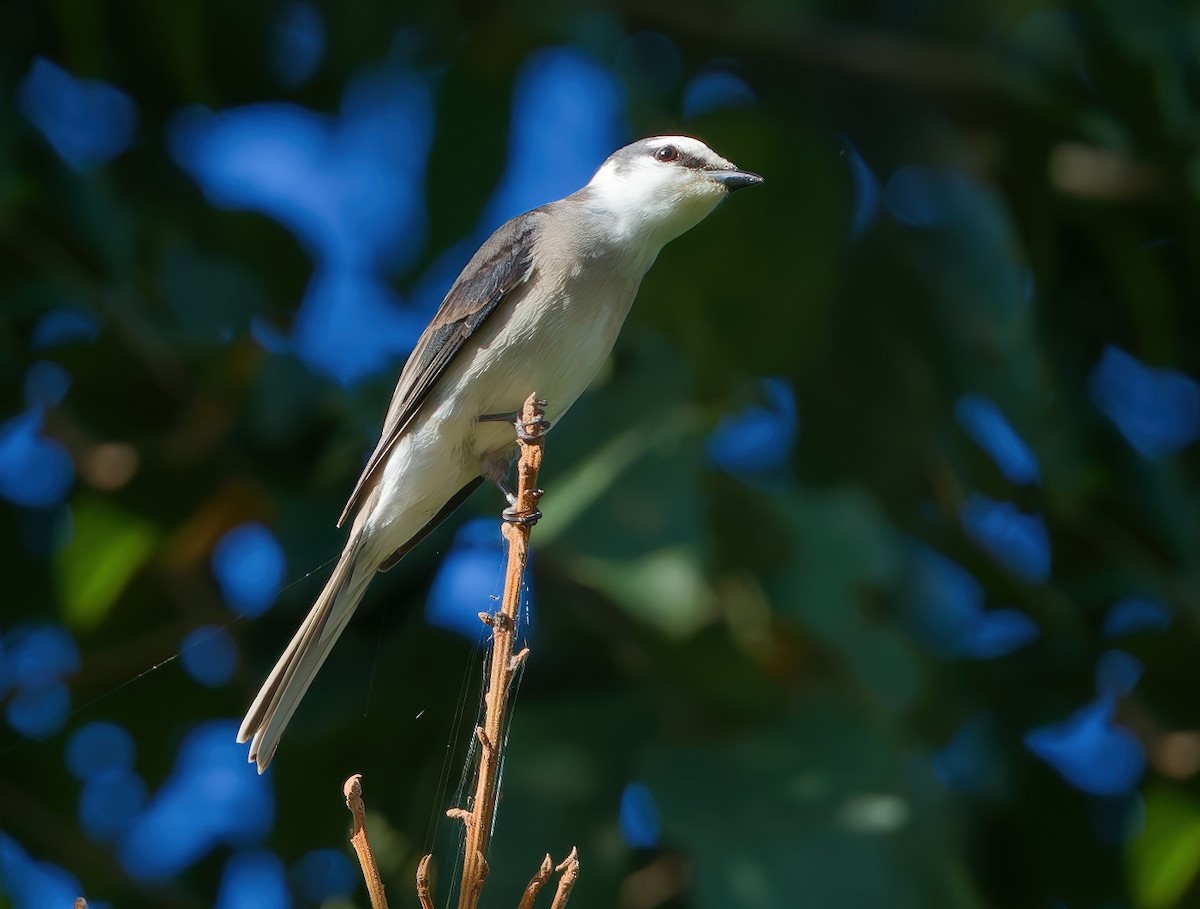 Brown-rumped Minivet - ML647435154