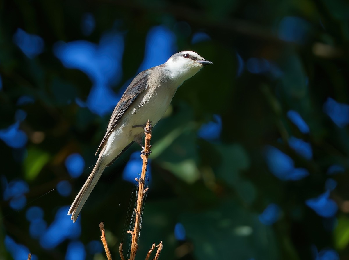 Brown-rumped Minivet - ML647435155