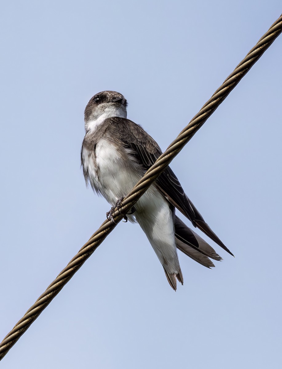 Bank Swallow - ML647435180