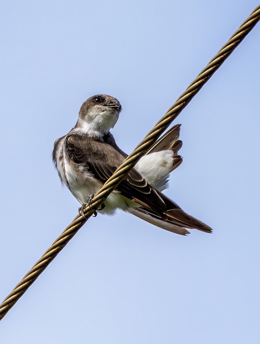 Bank Swallow - ML647435181