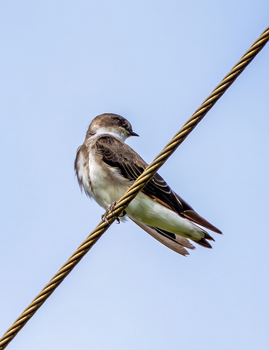 Bank Swallow - ML647435182