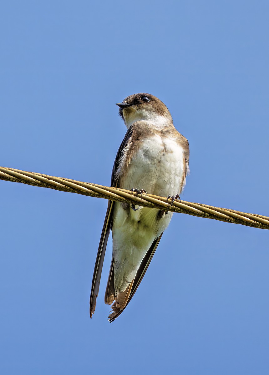 Bank Swallow - ML647435183