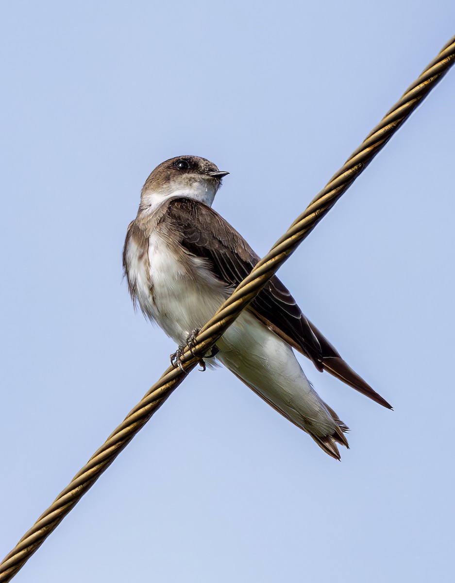 Bank Swallow - ML647435184