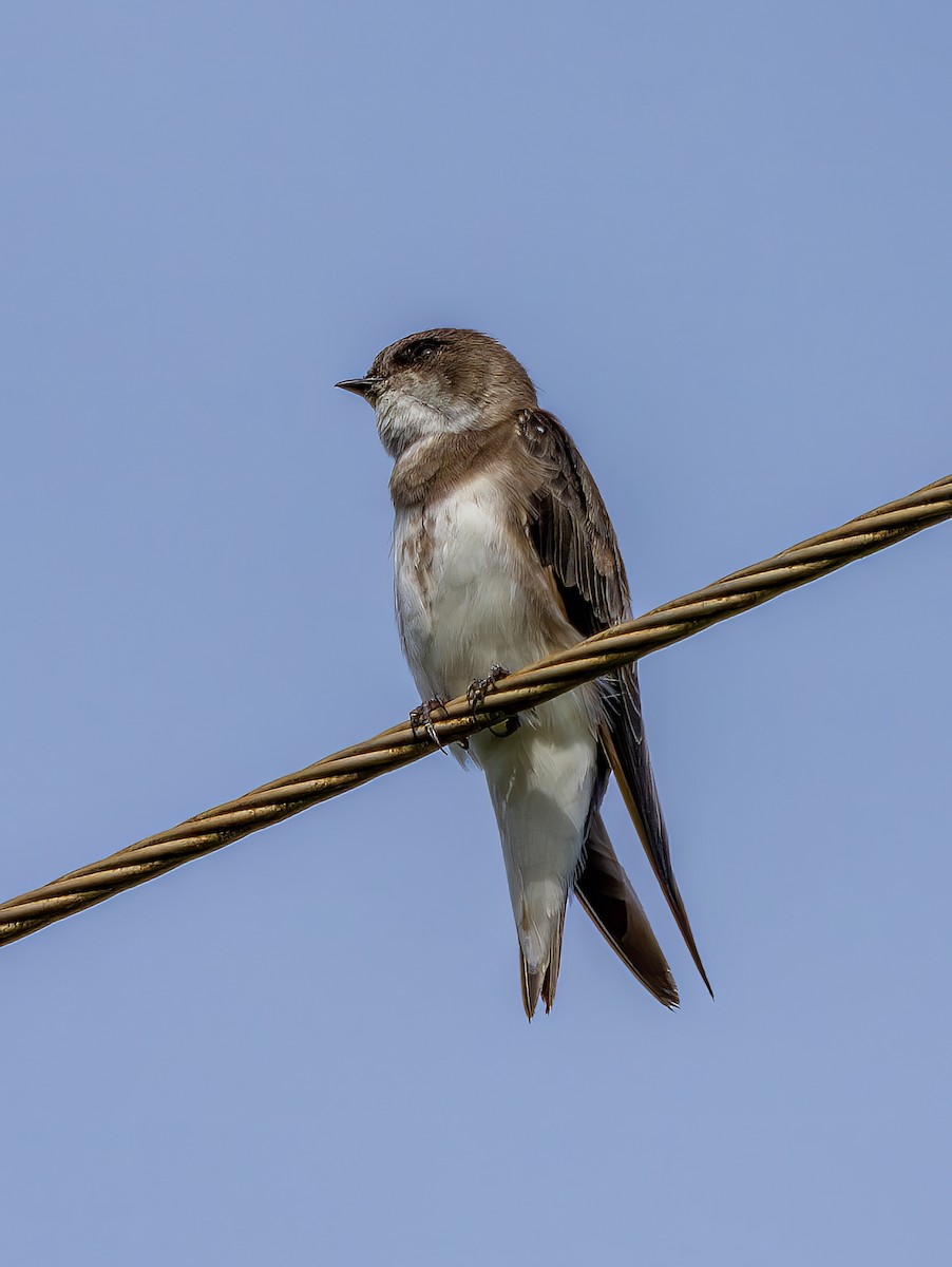 Bank Swallow - ML647435185