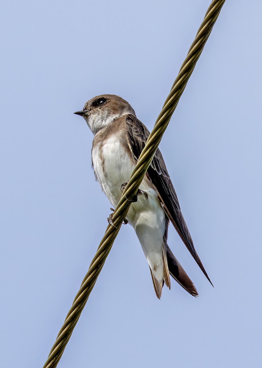 Bank Swallow - ML647435186