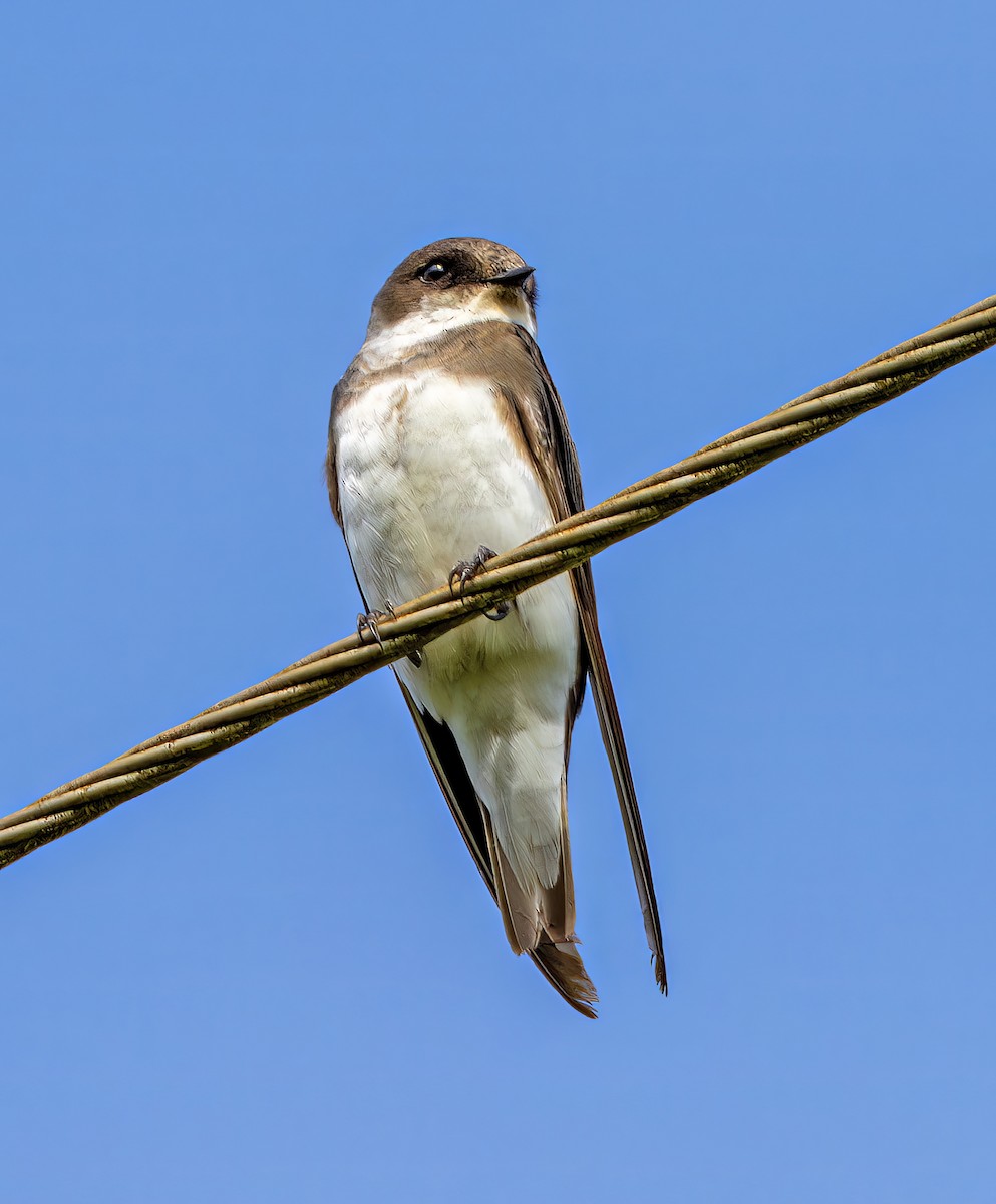 Bank Swallow - ML647435187