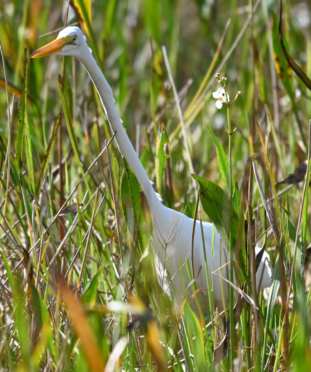 volavka bílá - ML647435194