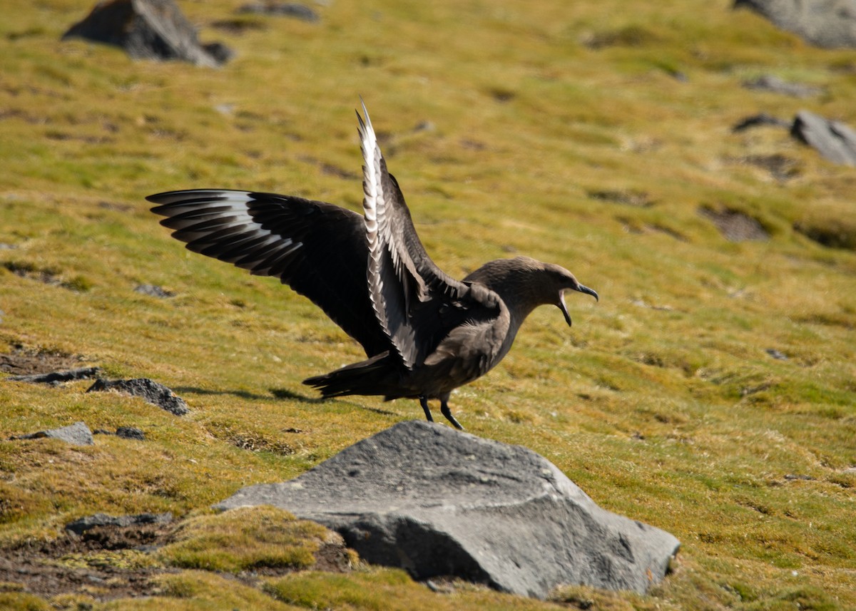 skua sp. - ML647435197