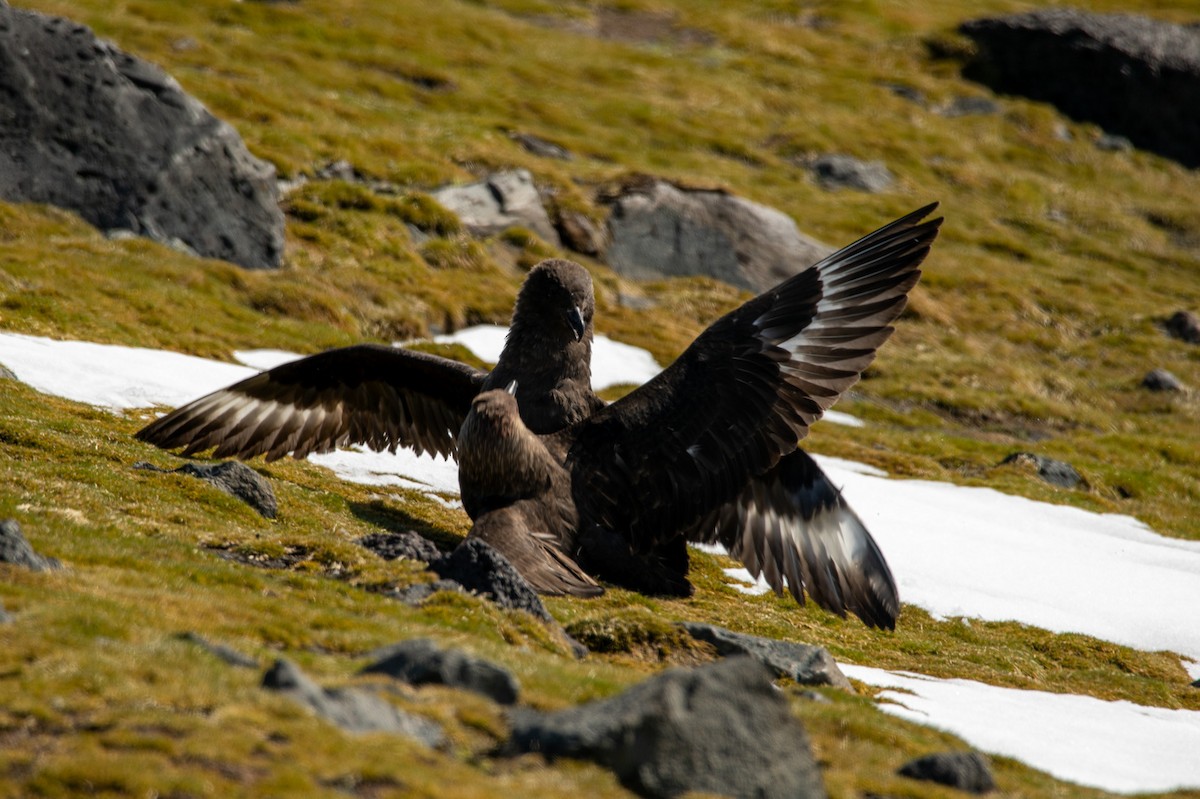 skua sp. - ML647435205