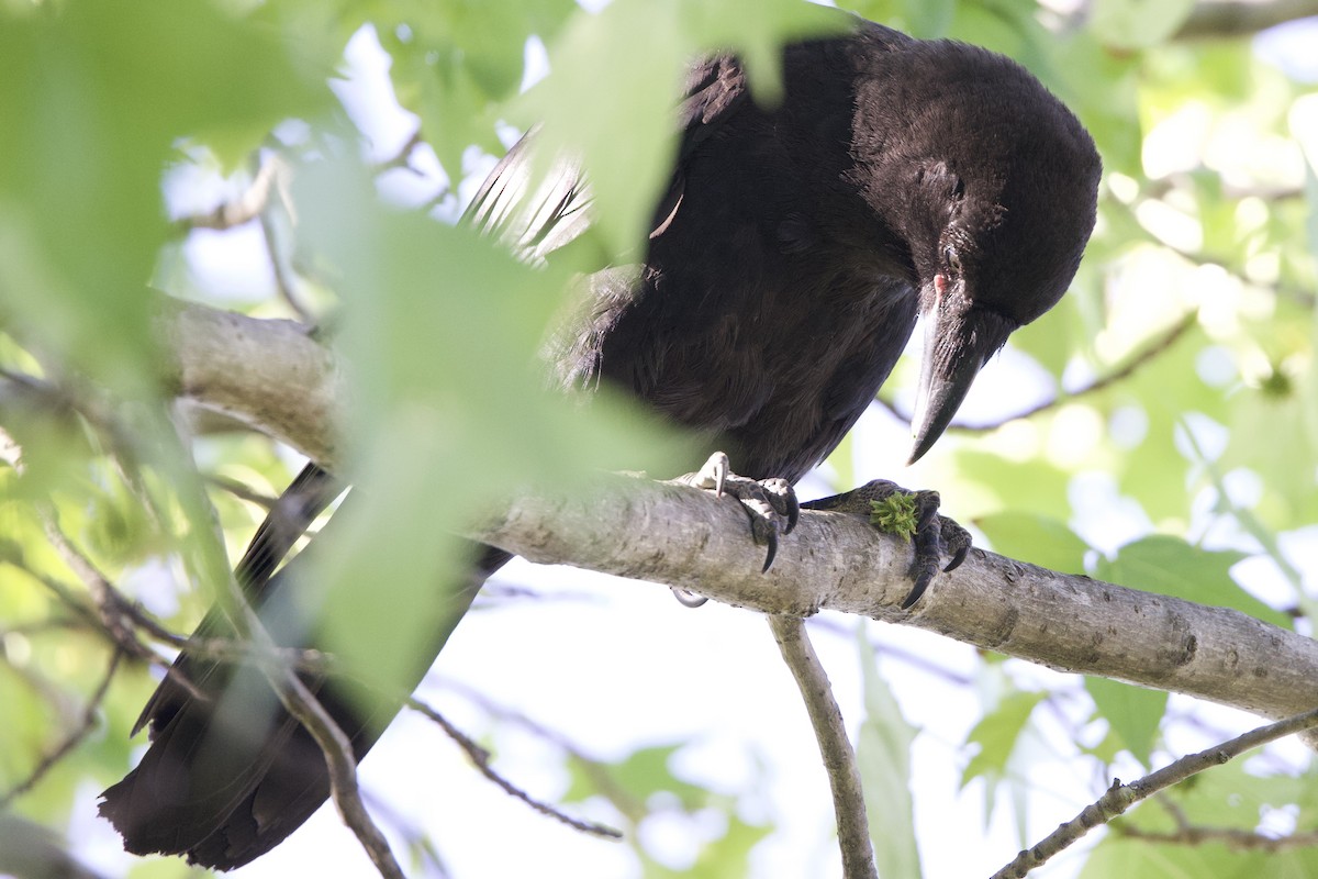 Little Raven - ML647435209