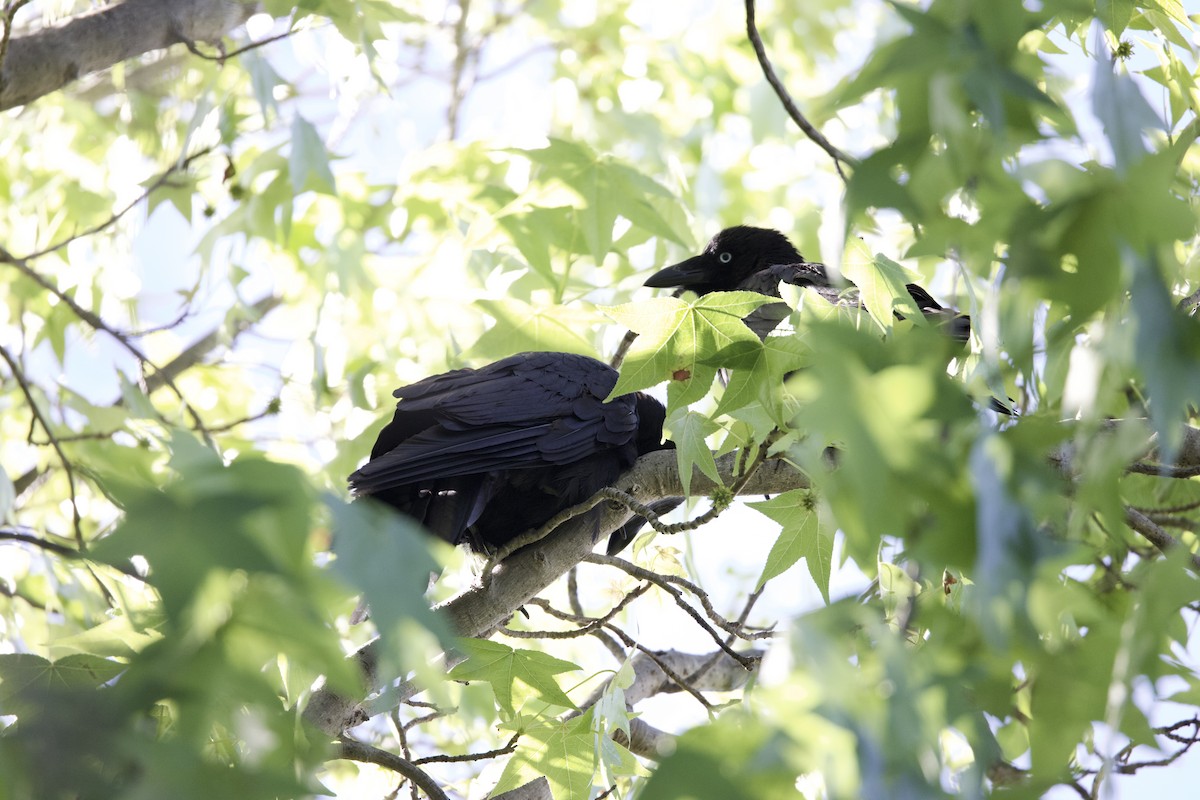 Little Raven - ML647435215