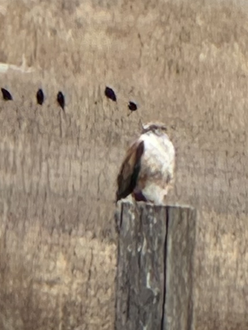 kongevåk - ML647435216