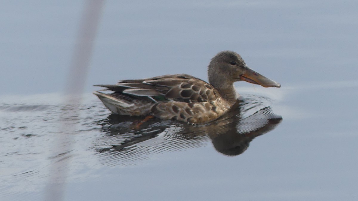 מרית צפונית - ML647435223