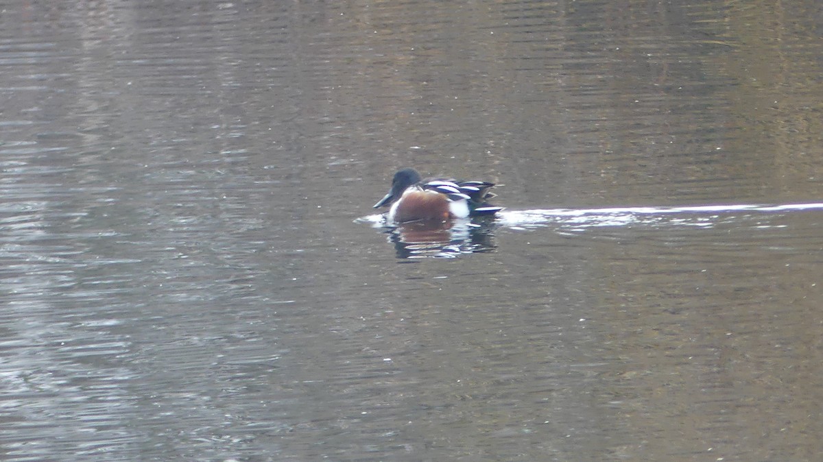 מרית צפונית - ML647435224