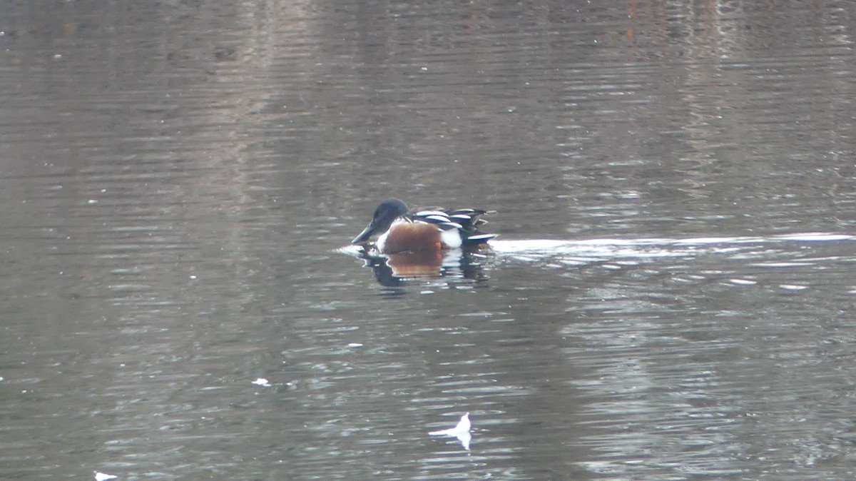 מרית צפונית - ML647435225