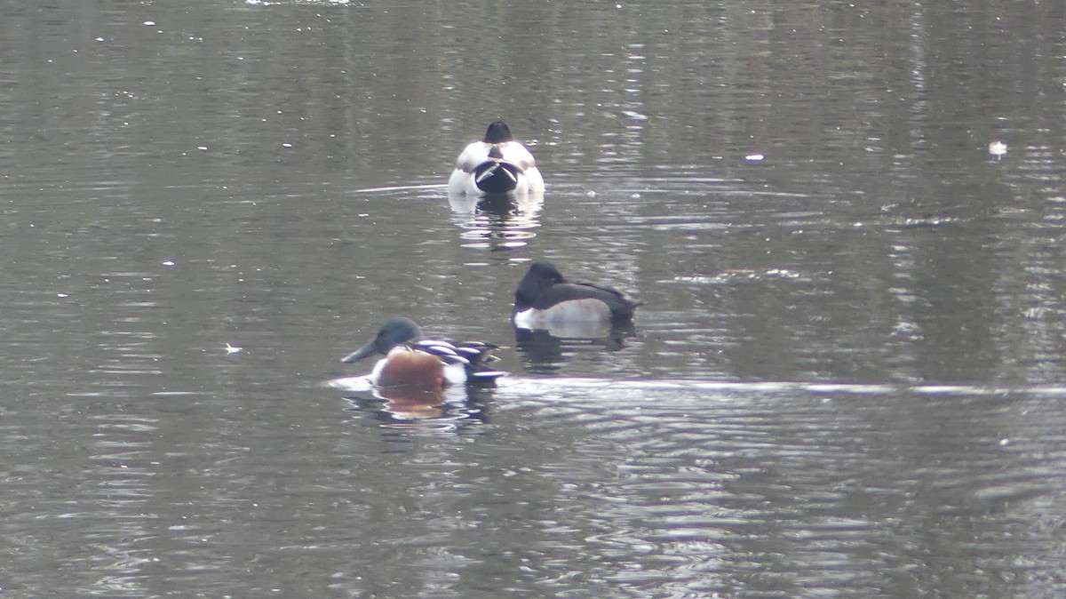 מרית צפונית - ML647435226