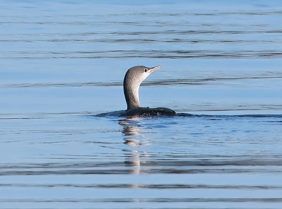 Plongeon catmarin - ML647435231