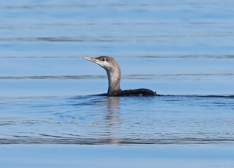 Plongeon catmarin - ML647435232
