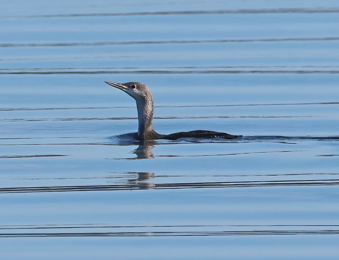 Plongeon catmarin - ML647435234