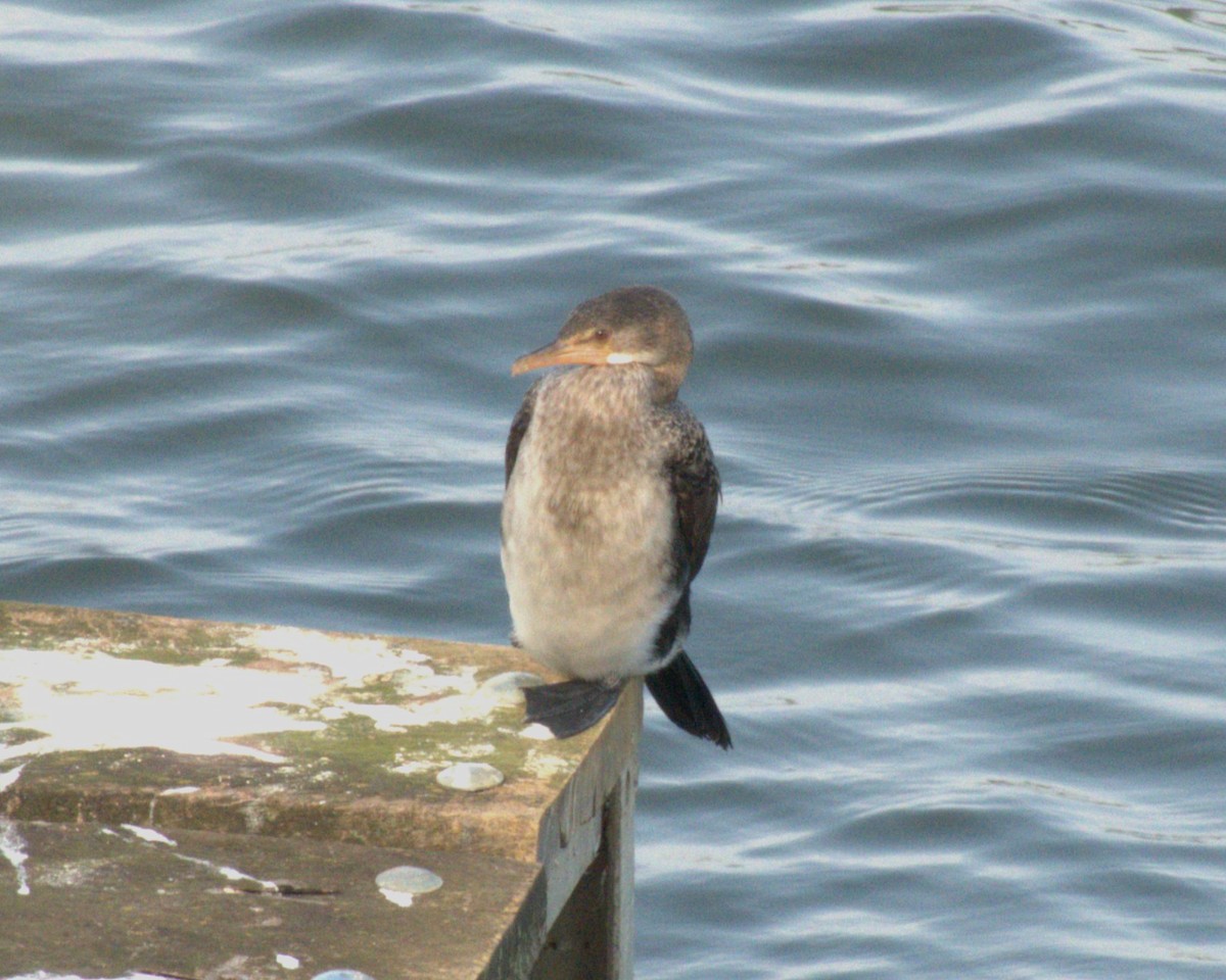 langstjertskarv - ML647435239