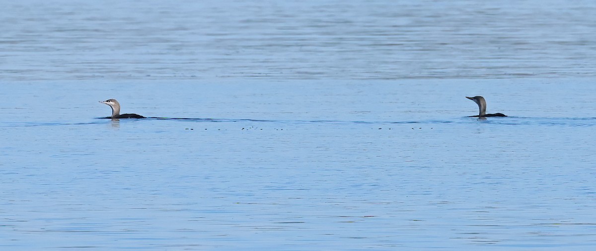 Plongeon catmarin - ML647435241