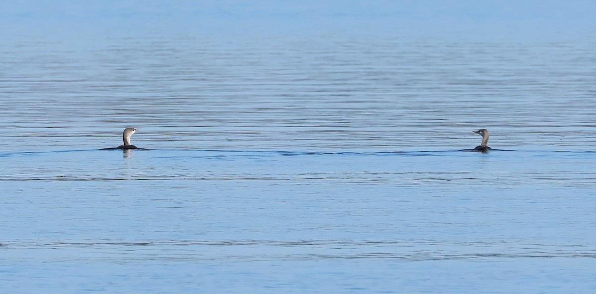 Plongeon catmarin - ML647435242