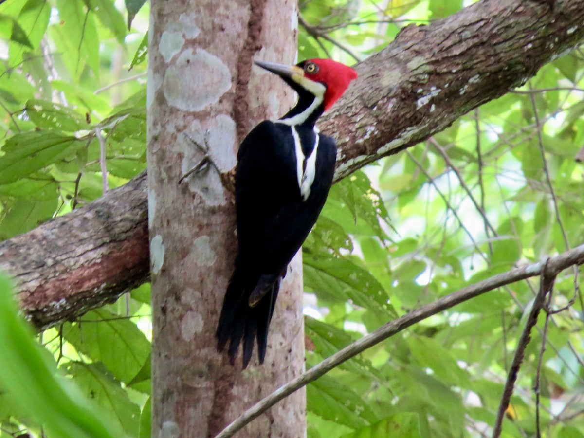 Crimson-crested Woodpecker - ML647435243