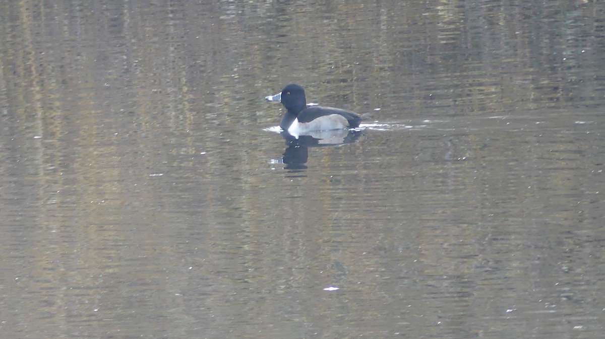 צולל צווארון - ML647435249