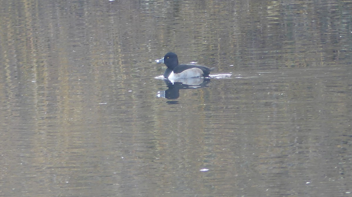 צולל צווארון - ML647435250