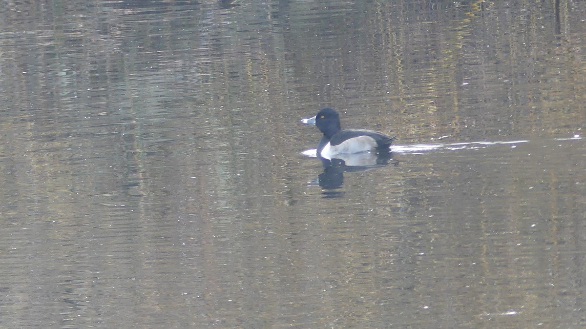 צולל צווארון - ML647435251