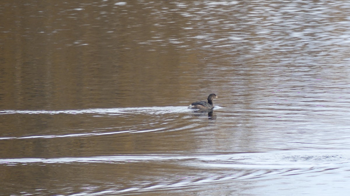 טבלן עקוד-מקור - ML647435274