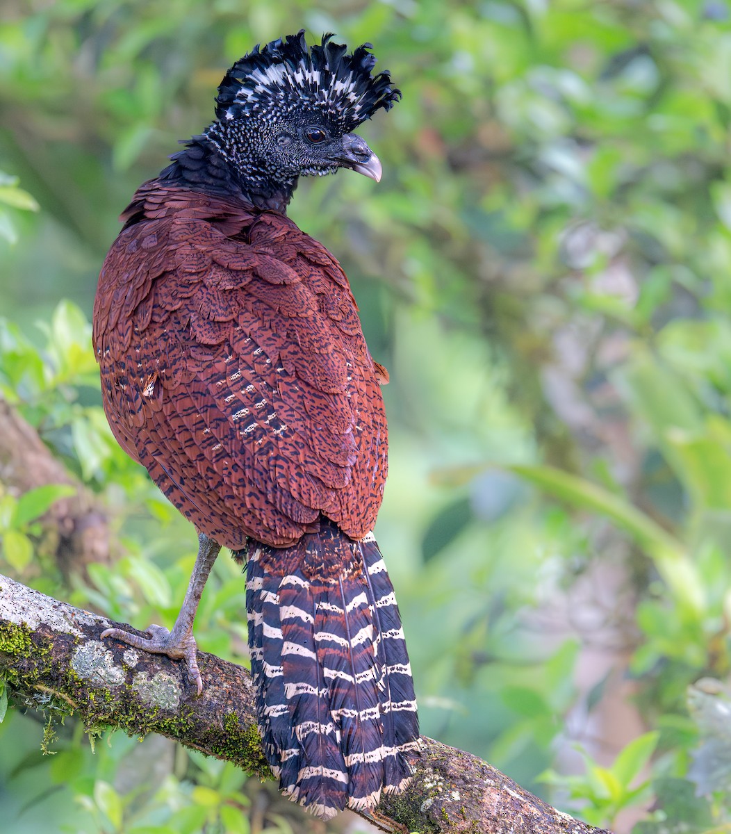 Great Curassow - ML647435277